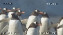 MANCHOTS PAPOUS