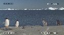 MANCHOTS PAPOUS