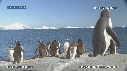 MANCHOTS PAPOUS