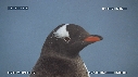 MANCHOTS PAPOUS