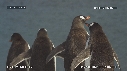 MANCHOTS PAPOUS