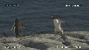 MANCHOTS PAPOUS