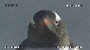 MANCHOTS PAPOUS
