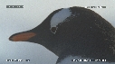 MANCHOTS PAPOUS