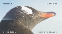 MANCHOTS PAPOUS