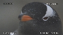 MANCHOTS PAPOUS