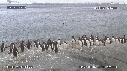 MANCHOTS PAPOUS