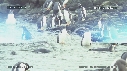MANCHOTS PAPOUS