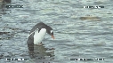 MANCHOTS PAPOUS