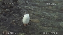 MANCHOTS PAPOUS