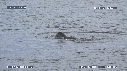 MANCHOTS PAPOUS, PHOQUE