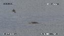 MANCHOTS PAPOUS, PHOQUE