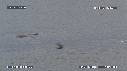 MANCHOTS PAPOUS, PHOQUE