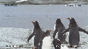 MANCHOTS PAPOUS, PHOQUE