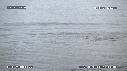 MANCHOTS PAPOUS, PHOQUE