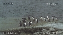 MANCHOTS PAPOUS