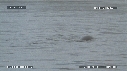 MANCHOTS PAPOUS, PHOQUE
