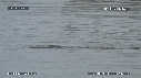 MANCHOTS PAPOUS, PHOQUE
