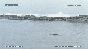 MANCHOTS PAPOUS, PHOQUE