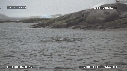 MANCHOTS PAPOUS, PHOQUE