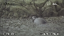 MANCHOTS PAPOUS, PHOQUE
