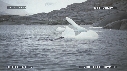 MANCHOTS PAPOUS, PHOQUE