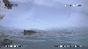PHOQUE LEOPARD, ICEBERG
