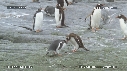 MANCHOTS PAPOUS