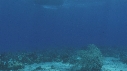 STATUE COUSTEAU