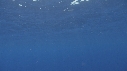 CACHALOT