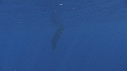 CACHALOT