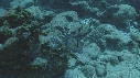 SOLE BLEUE