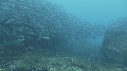 OTARIES, POISSONS