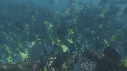 POISSONS CHIRURGIENS
