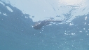 IGUANE