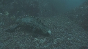 IGUANE