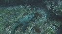 IGUANE