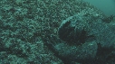 IGUANE