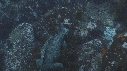 IGUANE