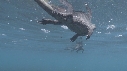 IGUANE