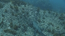 IGUANE