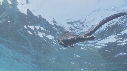 IGUANE