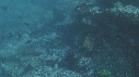 CORMORAN, CHIRURGIENS
