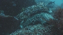 IGUANE