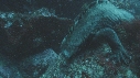 IGUANE