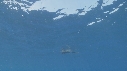 IGUANE