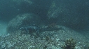 IGUANE