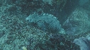IGUANE