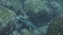IGUANE