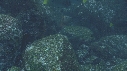 IGUANE